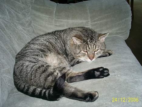 Huskat Miv ( død ) ;( - jeg sover Mia!!! Zzzzzz billede 4