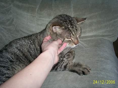 Huskat Miv ( død ) ;( - Mmmmm lige der :) billede 5