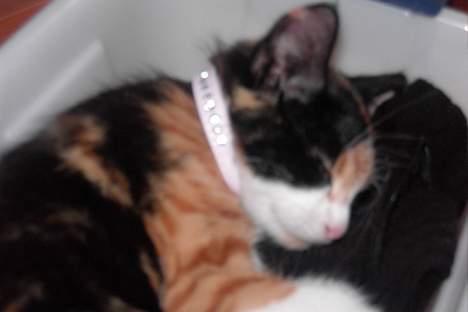 Huskat Sabine billede 1