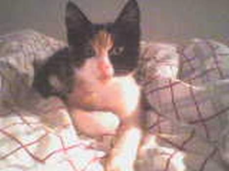 Huskat Sabine billede 2