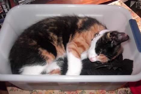 Huskat Sabine billede 3