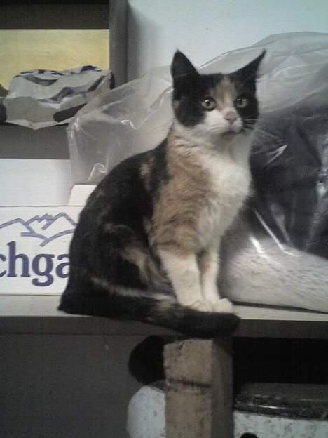 Huskat Sabine billede 4