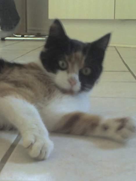 Huskat Sabine billede 5