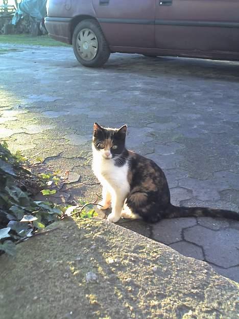 Huskat Sabine billede 6