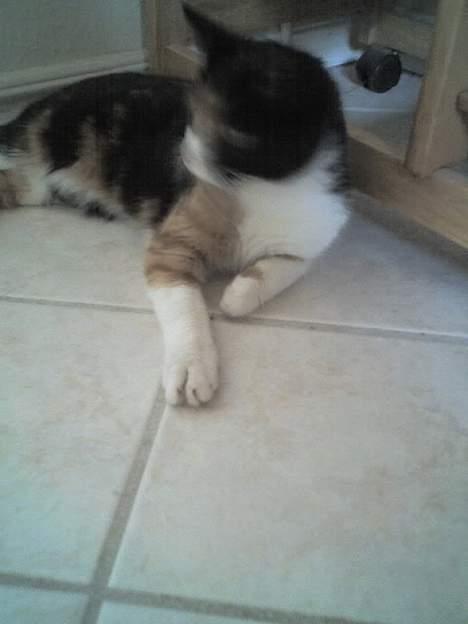 Huskat Sabine billede 7