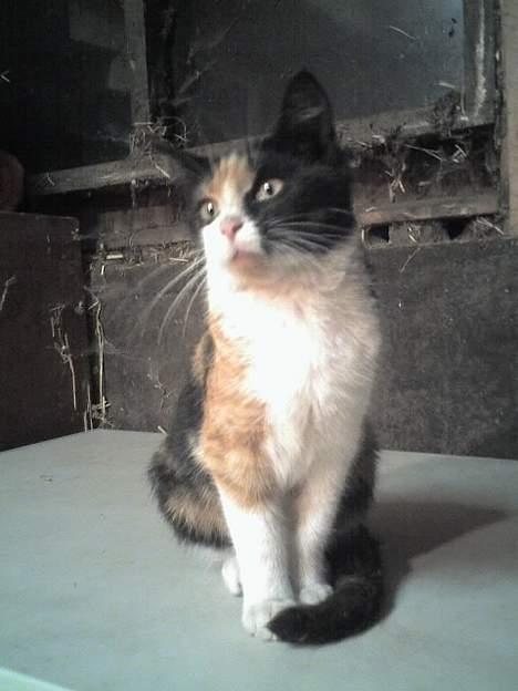 Huskat Sabine billede 8