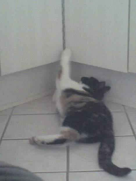 Huskat Sabine billede 9