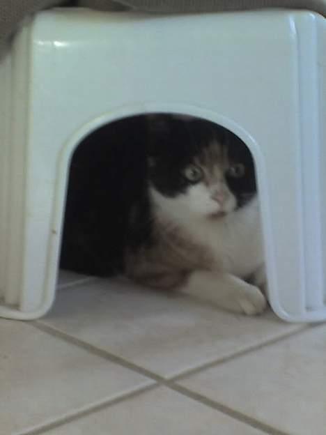 Huskat Sabine billede 10