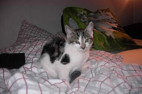 Huskat Gigi billede 1