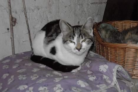 Huskat Gigi billede 2