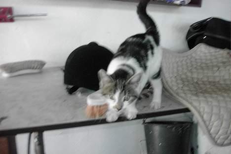 Huskat Gigi billede 3