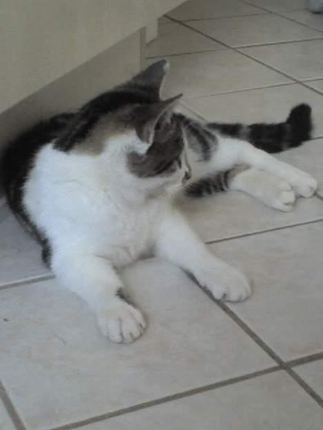 Huskat Gigi billede 4