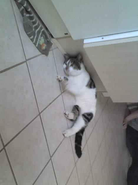 Huskat Gigi billede 5