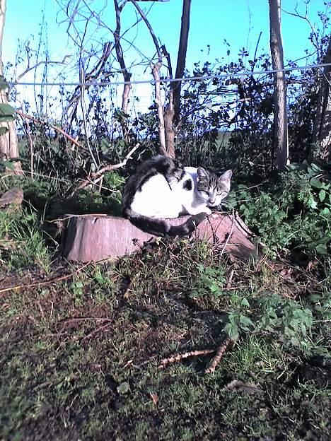 Huskat Gigi billede 6