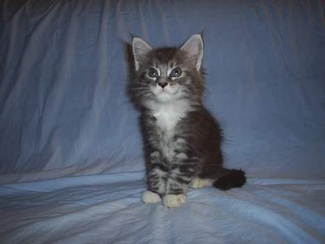 Maine Coon DK frøik amigo - se lige hvor jeg smiler :] 50 dage gammle billede 1