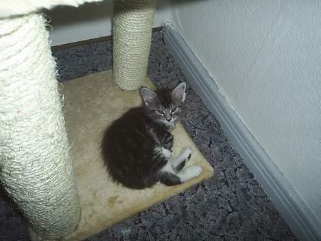 Maine Coon DK frøik amigo - kigger du på mig jamen jeg ligger og sover :b 50 dage gammle billede 2
