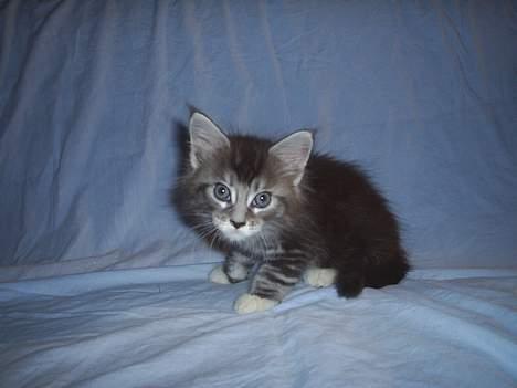 Maine Coon DK frøik amigo - jeg spiser dig :p 50 dage gammle billede 3