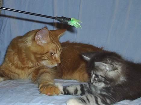 Maine Coon DK frøik amigo - Garfield du er godt nok stor :o 50 dage gammle billede 4