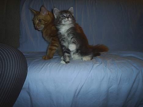 Maine Coon DK frøik amigo - jeg tror jeg ka nå den jeg tror det :D 50 dage gammle billede 5