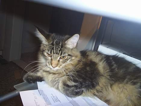 Maine Coon DK Klitgaards Tanja billede 1