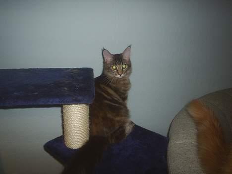 Maine Coon DK Klitgaards Tanja billede 2