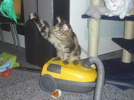 Maine Coon DK Klitgaards Tanja billede 3