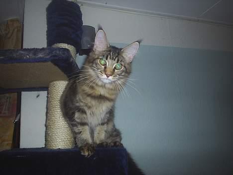 Maine Coon DK Klitgaards Tanja billede 4