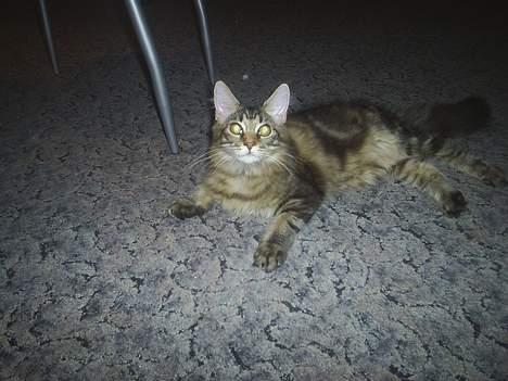 Maine Coon DK Klitgaards Tanja billede 5