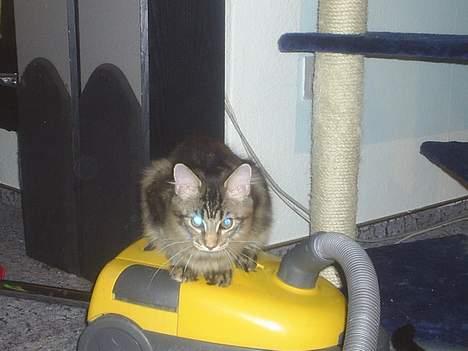 Maine Coon DK Klitgaards Tanja billede 6