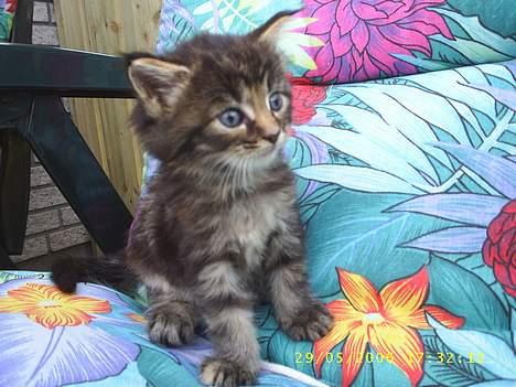 Maine Coon DK Klitgaards Tanja billede 7