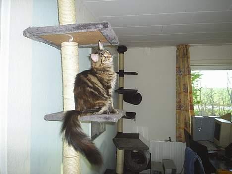 Maine Coon DK Klitgaards Tanja billede 8