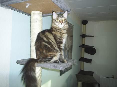 Maine Coon DK Klitgaards Tanja billede 9