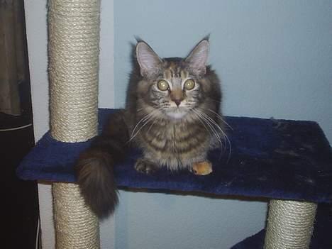 Maine Coon DK Klitgaards Tine billede 1