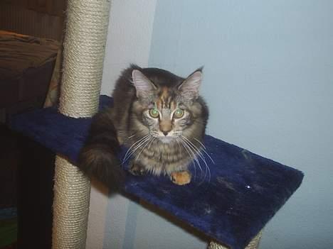 Maine Coon DK Klitgaards Tine billede 2