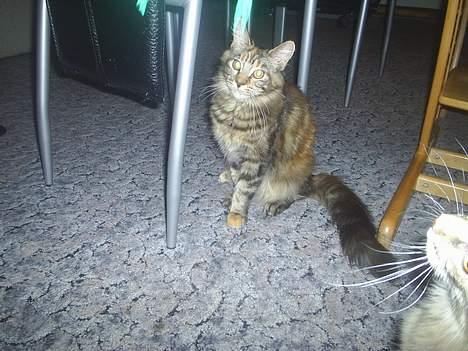 Maine Coon DK Klitgaards Tine billede 3