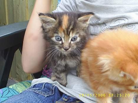 Maine Coon DK Klitgaards Tine billede 4