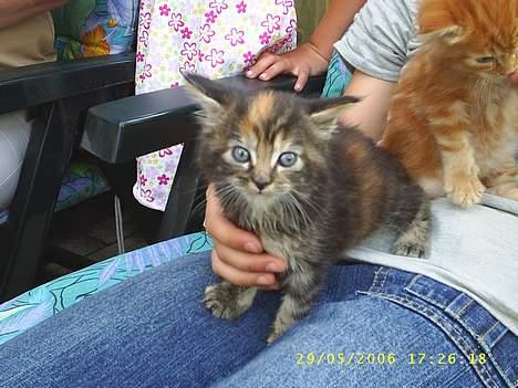 Maine Coon DK Klitgaards Tine billede 5