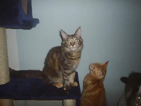 Maine Coon DK Klitgaards Tine billede 6