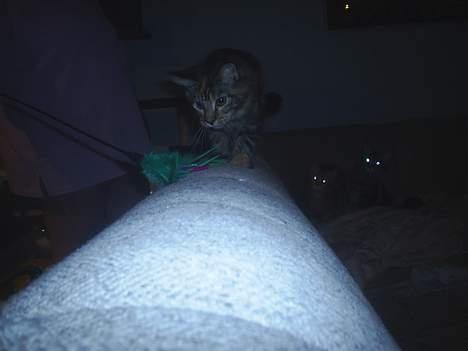 Maine Coon DK Klitgaards Tine billede 7