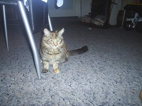 Maine Coon DK Klitgaards Tine billede 8