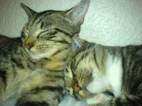 Blanding af racer Maxine, Men kaldet max  - Den lille kat hygger sig med mille.  billede 2