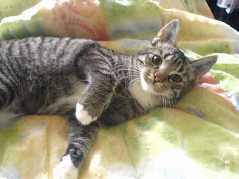 Blanding af racer Maxine, Men kaldet max  - nerj hvor spændende  billede 3