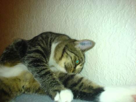 Blanding af racer Maxine, Men kaldet max  - uhh jeg ligger godt...  billede 4