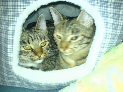 Blanding af racer Maxine, Men kaldet max  - Se os er vi ikke søde.  billede 5