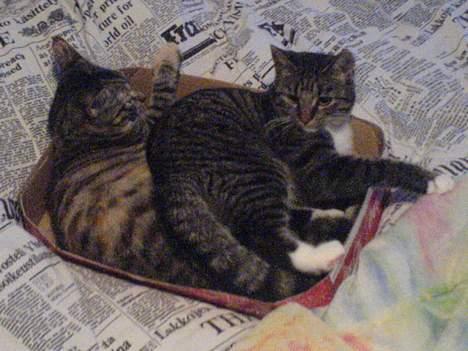 Blanding af racer Maxine, Men kaldet max  - Hey jeg var her først  billede 6