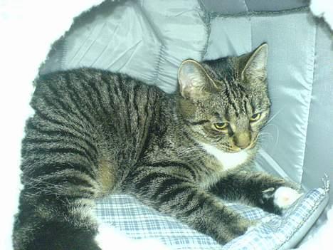 Blanding af racer Maxine, Men kaldet max  - Jeg ligger blødt...  billede 7