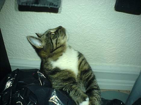 Blanding af racer Maxine, Men kaldet max  - Neej hvad er der deroppe...  billede 8