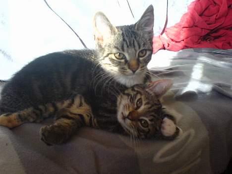 Blanding af racer Maxine, Men kaldet max  - see jeg leger med mille..  billede 9