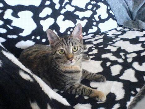 Blanding af racer Mille  - Nej du tager vel ikke billede af mig...  billede 1