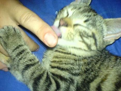 Blanding af racer Mille  - Dette billede er taget for meget længe siden da vi næsten lige havde fået hende  billede 2